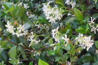 Magnolia Place Guest Houses - 9