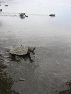 Dreamy Contentment - 4