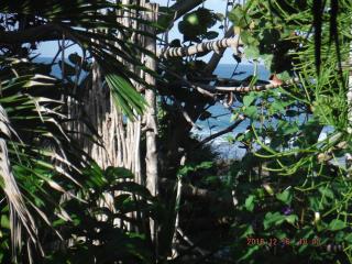 KuDehya Guesthouse - Treasure Beach - 6