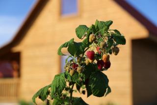 Domek letniskowy Orzechowa - 2