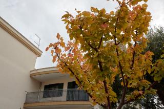 Casa Bellavista - Torre Canne - 1