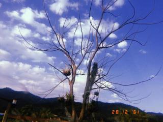 Areeya Phuree Resort Thaton - Mae Ai - 9