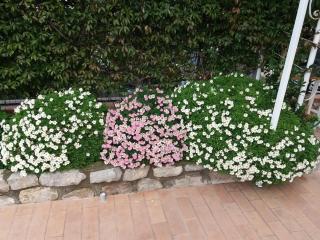 Garden on the Sea - Vico Equense - 4