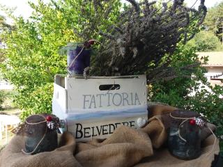 Fattoria Belvedere - San Lazzaro di Savena - 2