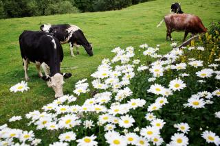 The Parlour, for Alton Towers & the Peak District - Uttoxeter - 3