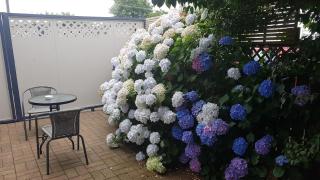 Palm Court Motel - Otorohanga - 5