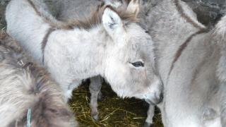 Gîte "Cadichon" - 8