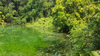 Meechok organic home - 4