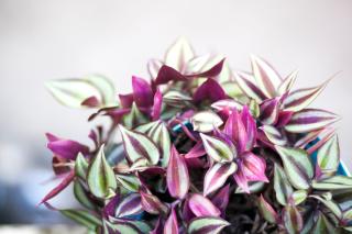 Alohamundi Valvanera - Sevilla - 8