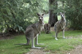 The Lodges - 5