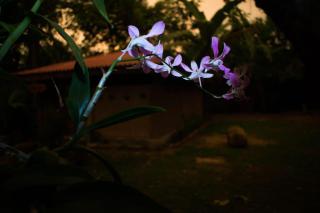 Selnara Private Luxury Villa and Ayurveda Spa - Bentota - 6