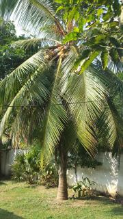 Surf reef guest house - 4