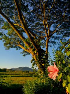 Villa Albizia, Chiang Mai - 3