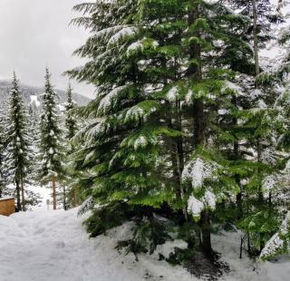 Eldon at the Aspens - Whistler Blackcomb - 1