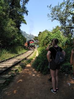 Ella Rock Glance - 2