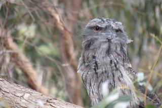 Butterworth Cottage - Castlemaine - 5