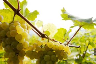 Weingut & Gästezimmer Nekowitsch - 1