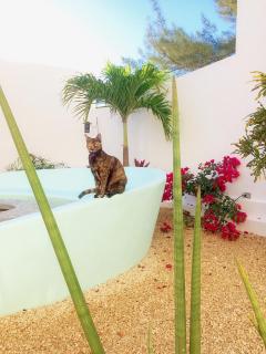 Playa 55 beach escape - adults only Guesthouse - Celestún - 8