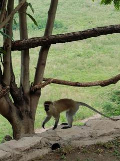 Pumba Safari Cottages - Busonga - 2