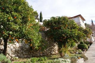 Three oranges - Trsteno - 7