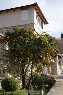 Three oranges - Trsteno - 6