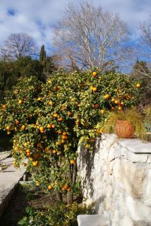 Three oranges - Trsteno - 5