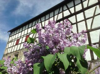 Gut Bunt Ferienhaus - 6