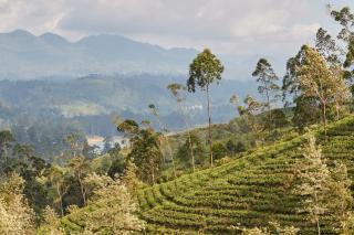 CLAVERTON by Ceylon Bungalows - 2