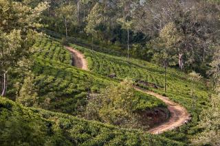 CLAVERTON by Ceylon Bungalows - 3