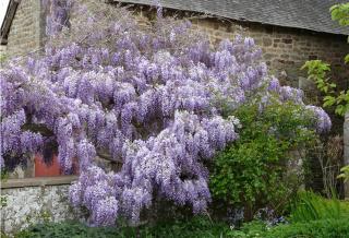 Le Clos des Anges - Dingé - 5