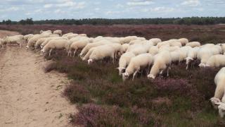 Poort van de Veluwe - 2