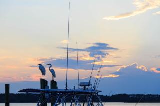 Ocean Escape - Hilton Head Island - 8