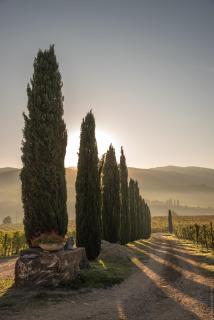 Viticcio - Greve in Chianti - 4