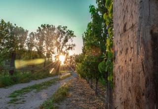 B&B De Bloesem - Hoeselt - 1