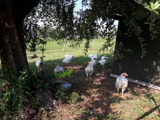 Agriturismo la Scala - Salò - 8