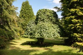 Firlands Lodge - 7