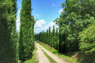 Podere Il Tigliolo - Castiglione dʼOrcia - 1