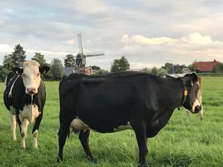 De Ouwe Meulen - Bleskensgraaf - 1