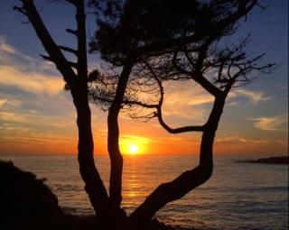Mendocino Grove - Mendocino - 2