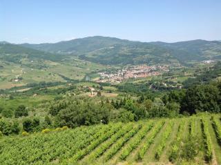 Agriturismo Prato Barone - Rufina - 6