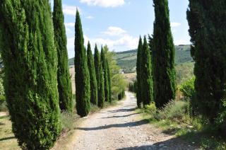 Campocane Oaks - Trevinano - 4