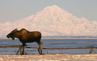 Clam Gulch Lodge - 6