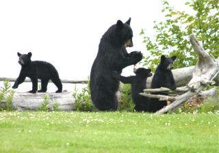 Clam Gulch Lodge - 4