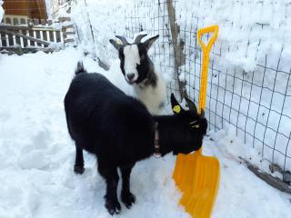 Apartment Moosberg - Bischofshofen - 5