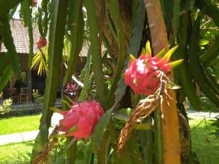 Suka Sari Cottages - Pemuteran - 1
