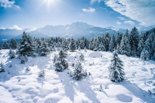 Soldanella by Hotel Adula - Flims - 1