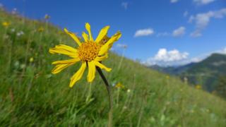 Rief Ingrid und Hubert - Tannheim - 5