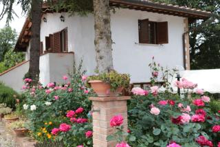 Boscodisotto - Rapolano Terme - 1