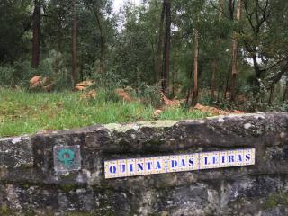 Quinta das Leiras - Santo Tirso - 9