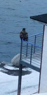 Eagle View - Nuuk - 3